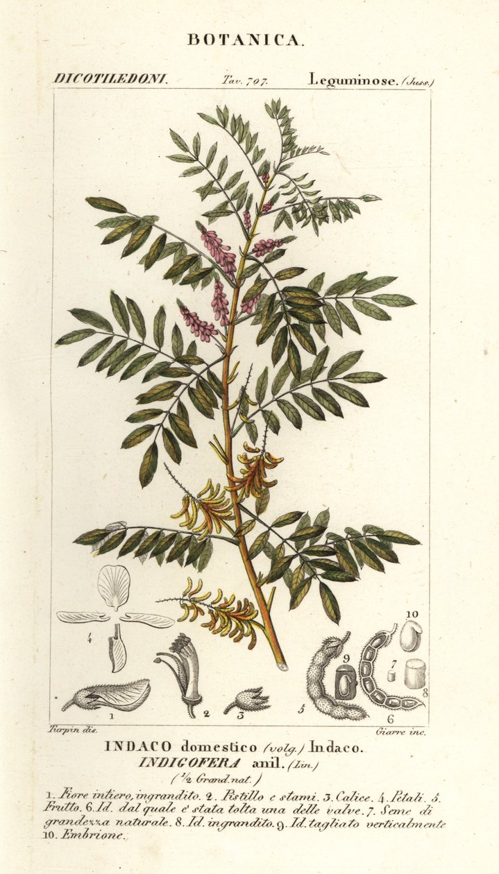 Guatemalansk indigo, Indigofera suffruticosa av Stanghi Stanghi