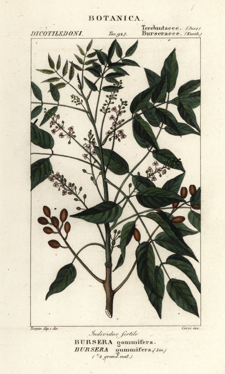 Gumbo-limbo, Bursera simaruba av Stanghi Stanghi