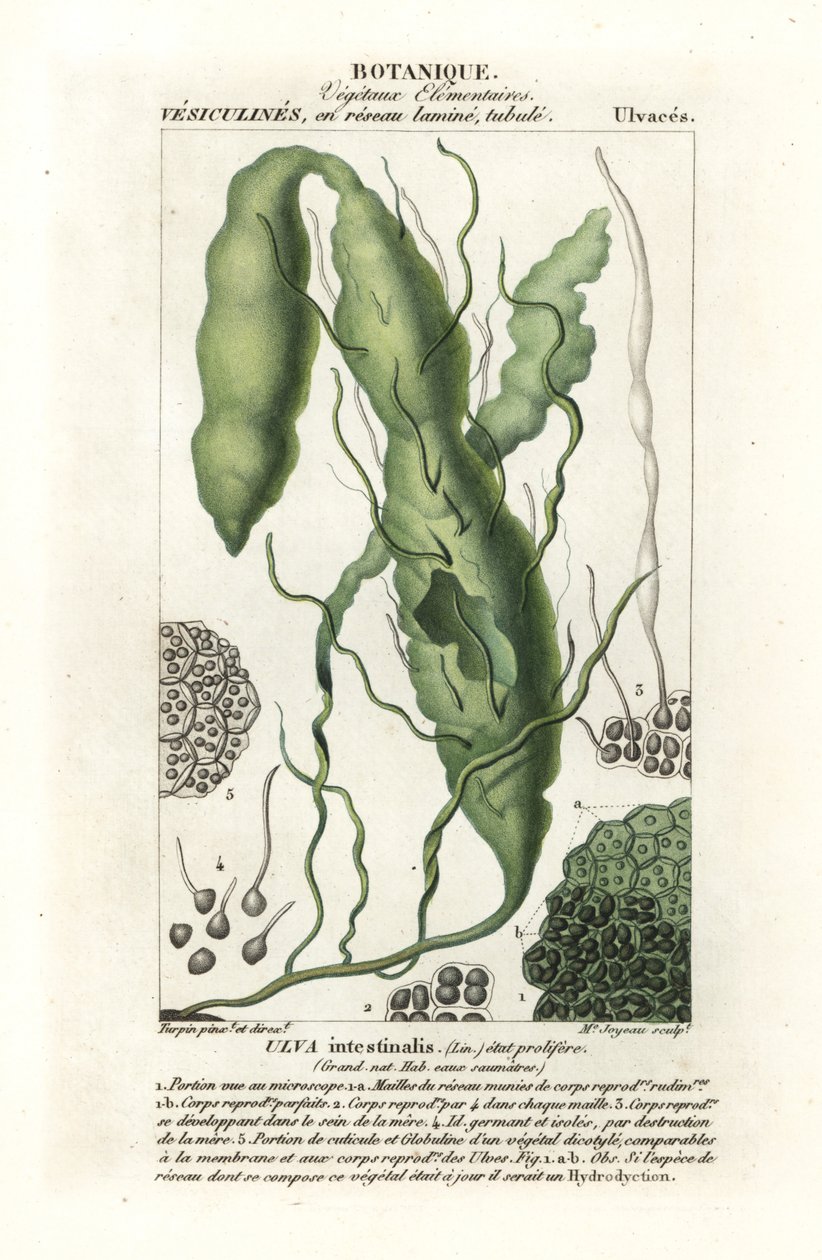 Tarm eller gresstare, Ulva intestinalis av Stanghi Stanghi