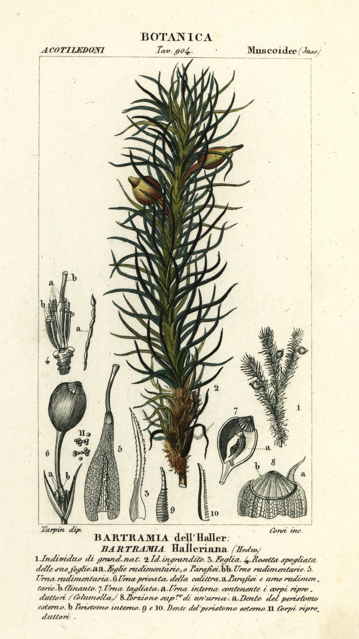 Hallers eplemose, Bartramia halleriana av Stanghi Stanghi