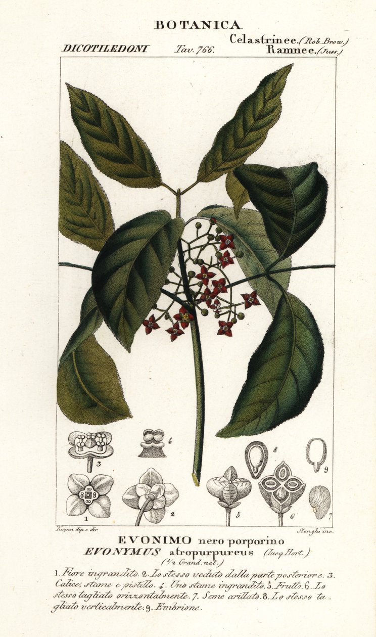 Hamiltons spindeltre, Euonymus hamiltonianus av Stanghi Stanghi