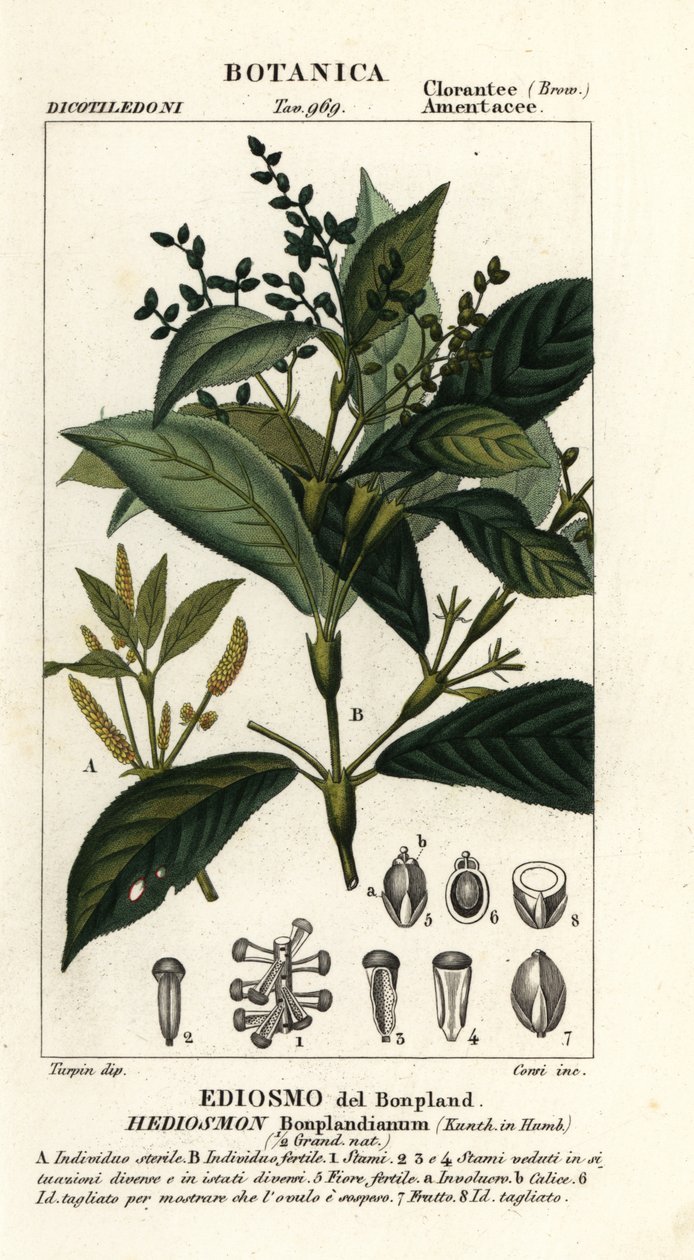 Hedyosmum bonplandianum av Stanghi Stanghi