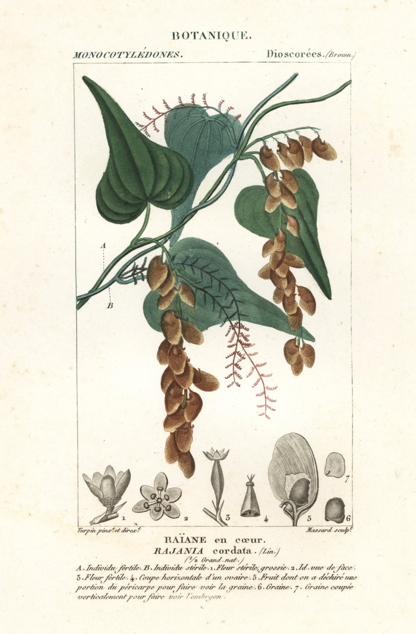 Himber-tre, Rajania cordata av Stanghi Stanghi