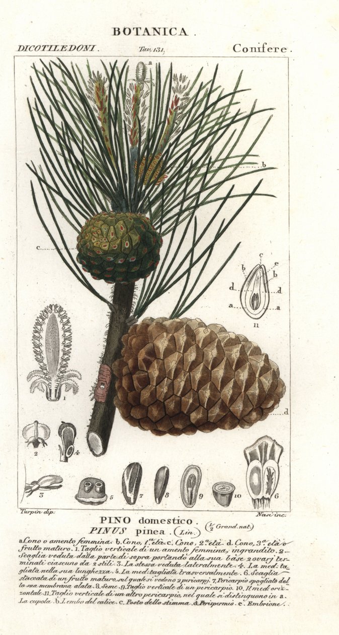 Italiensk steinfuru, Pinus pinea, Steinfuru av Stanghi Stanghi
