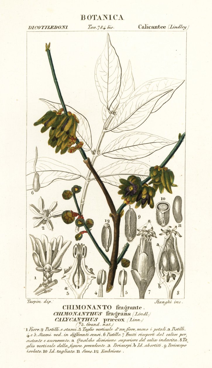 Japansk allehånde, Chimonanthus praecox av Stanghi Stanghi
