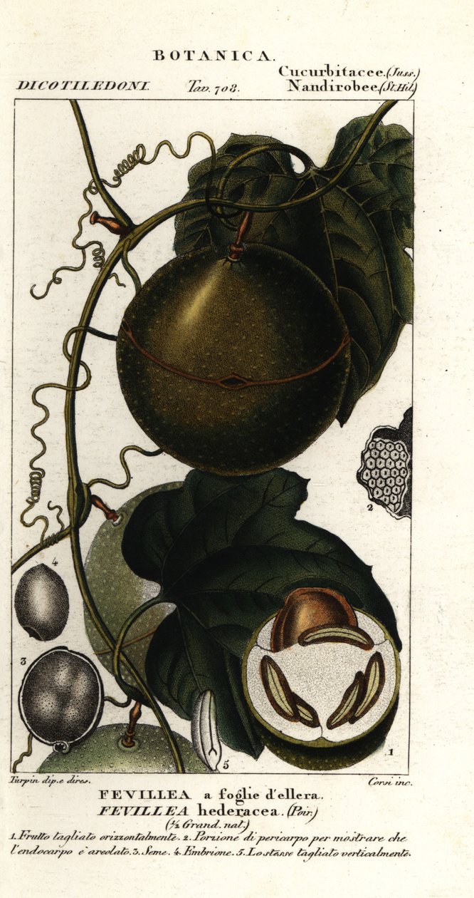 Javillo eller motgift kakongfrukt, Fevillea cordifolia av Stanghi Stanghi