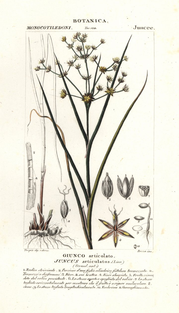 Leddrus, Juncus articulatus av Stanghi Stanghi