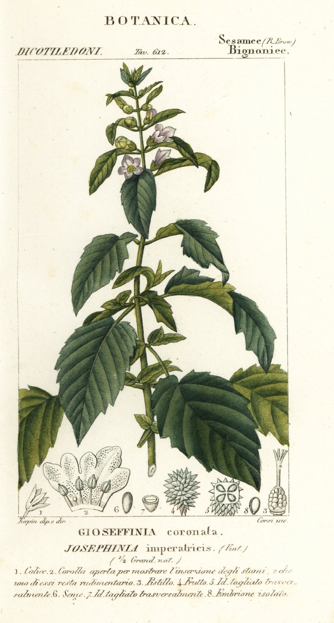 Keiserinne Josephine av Stanghi Stanghi