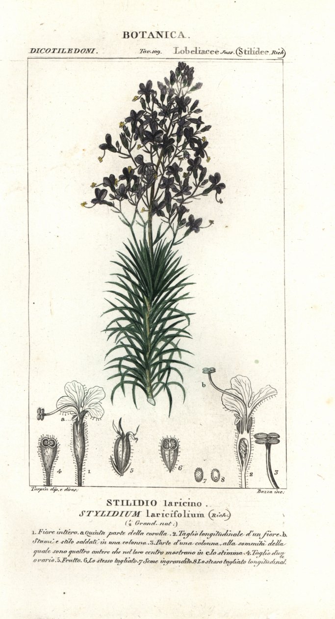 Lerkblad- eller tretriggerplante, Stylidium laricifolium av Stanghi Stanghi