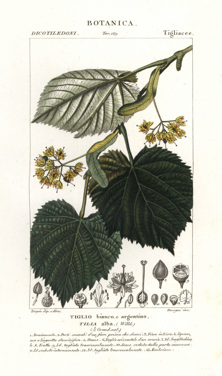 Linde eller lindetre, Tilia alba av Stanghi Stanghi