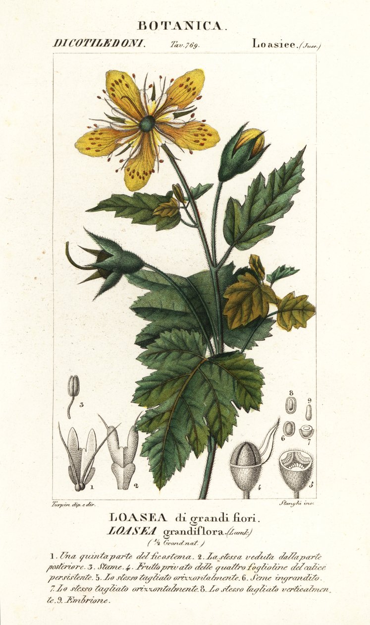 Loasea grandiflora av Stanghi Stanghi