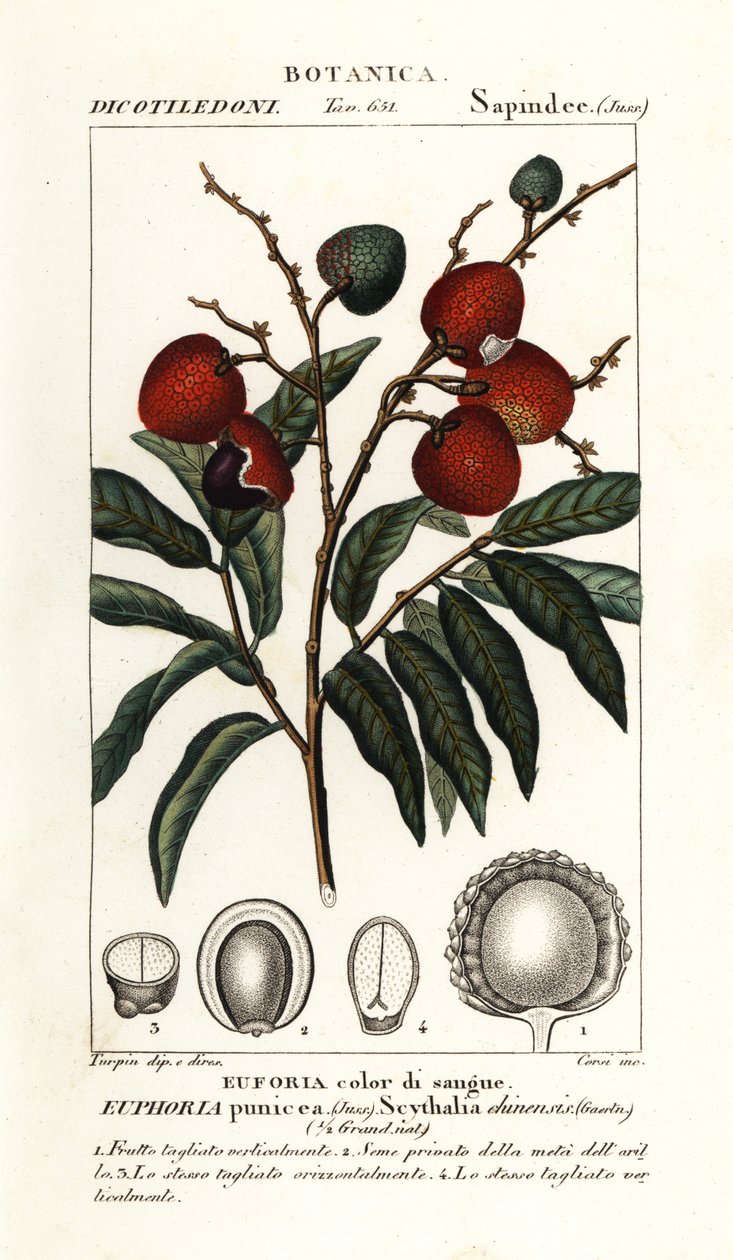 Litchi-frukt, Litchi chinensis av Stanghi Stanghi