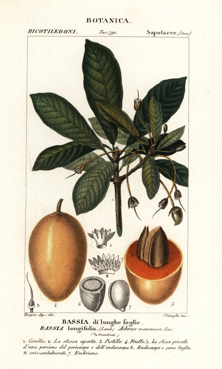 Mahuwa-tre, Madhuca longifolia av Stanghi Stanghi