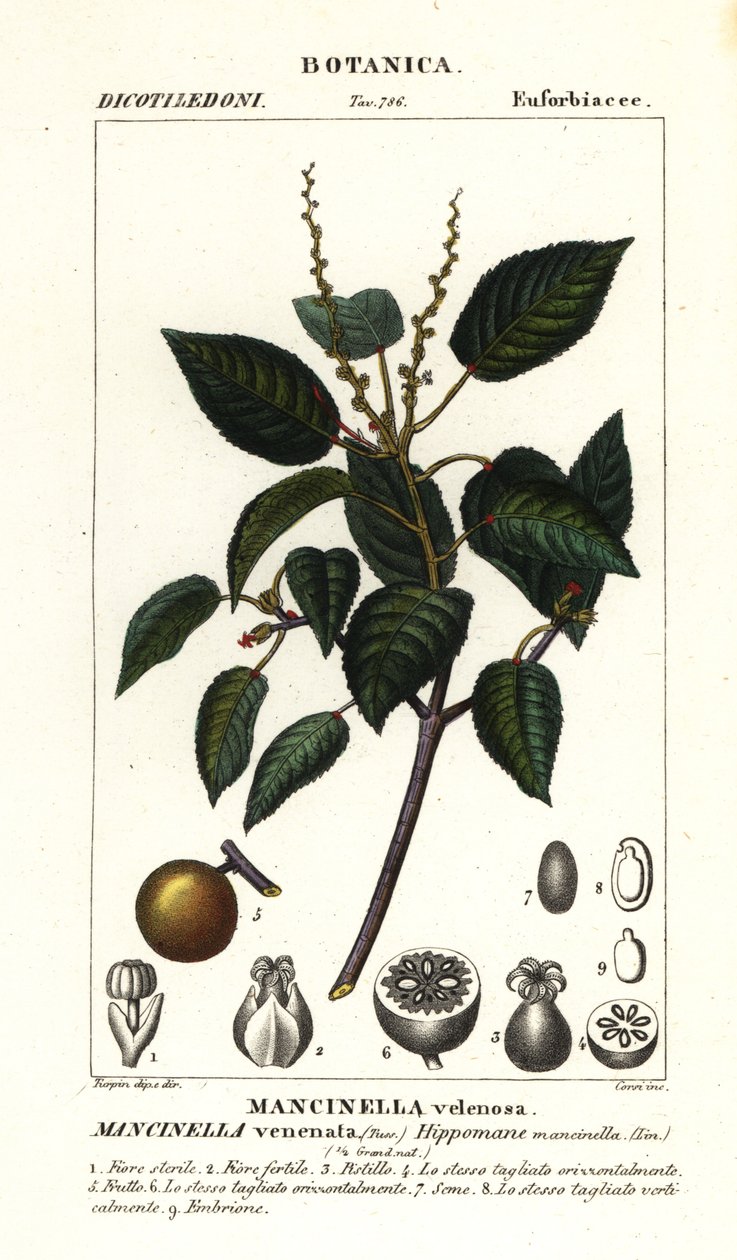 Manchineel eller strandepletre, Hippomane mancinella av Stanghi Stanghi