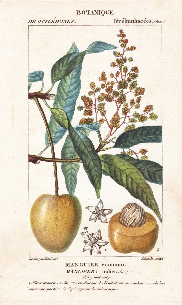 Mango frukt og seksjon, Mangifera indica av Stanghi Stanghi