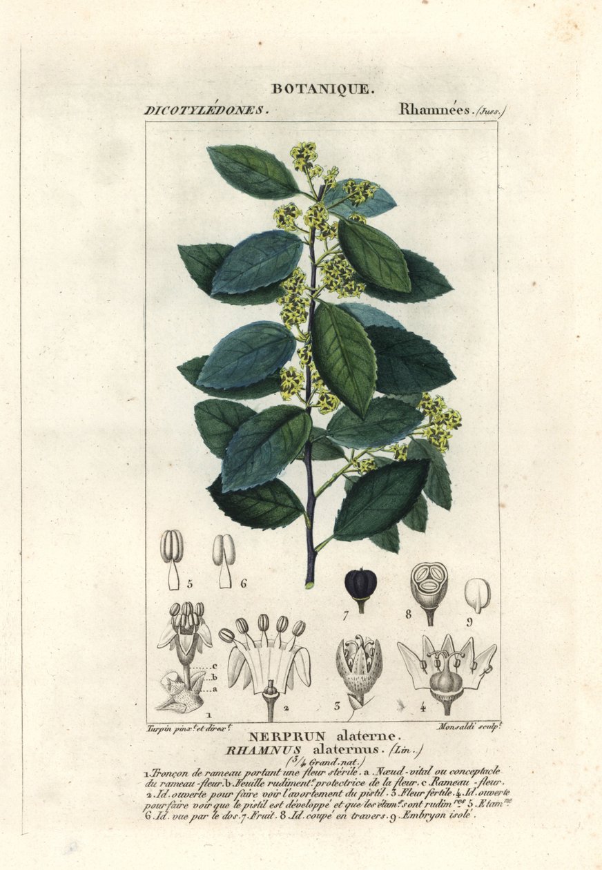 Middelhavstindved, Rhamnus alaternus av Stanghi Stanghi