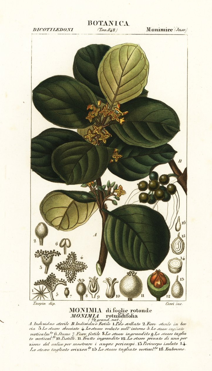 Monimia rotyndifolia av Stanghi Stanghi