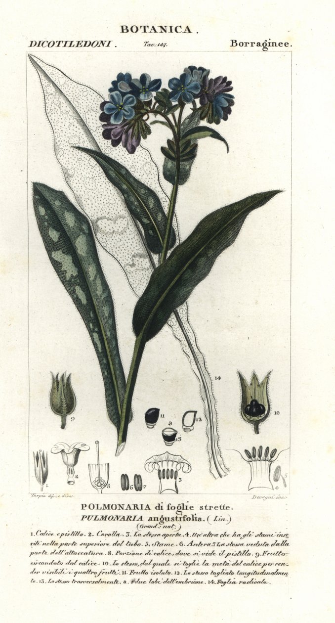 Smalbladet lungeurt, Pulmonaria angustifolia av Stanghi Stanghi
