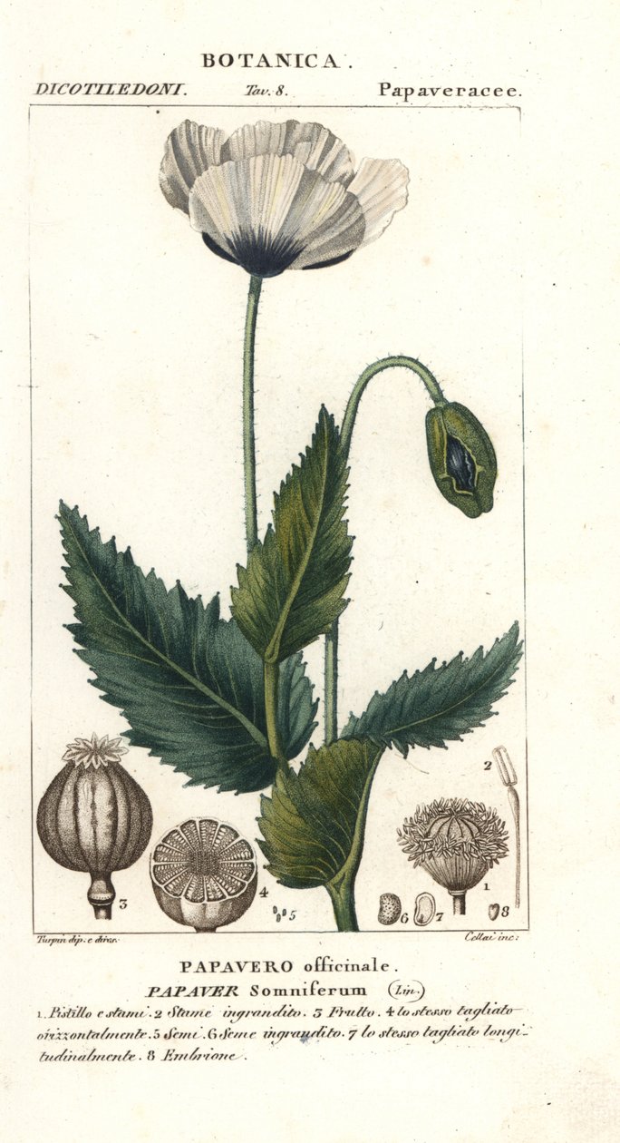 Opiumsvalmue, Popaver søvnig, Popaver officinale av Stanghi Stanghi