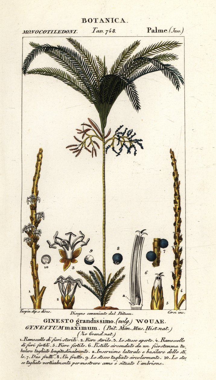 Palmetre, Geonoma maxima av Stanghi Stanghi