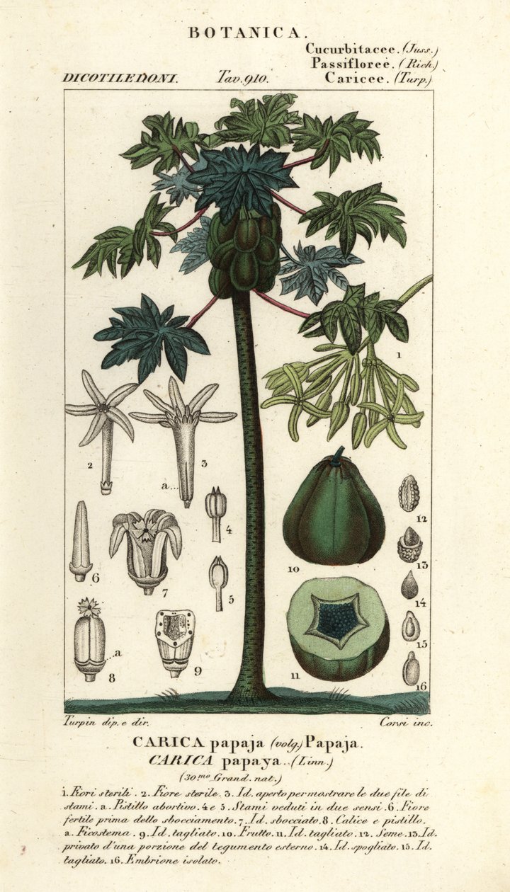 Papaya, papaw eller pawpaw tre og frukt, Carica papaya av Stanghi Stanghi
