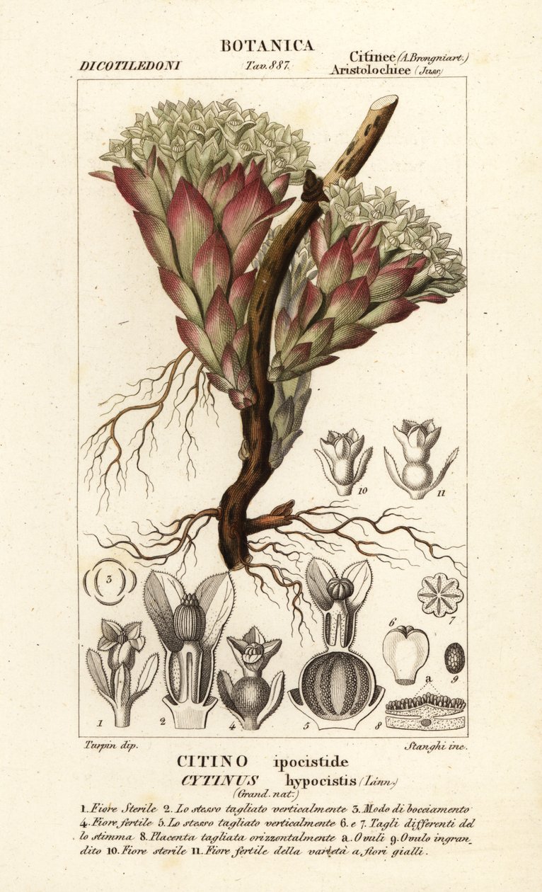 Parasittisk plante, Cytinus hypocistis av Stanghi Stanghi