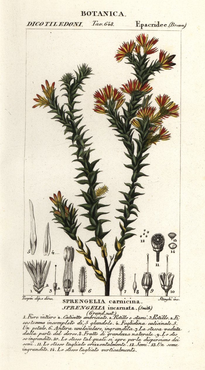 Rosa sumplynge, Sprengelia incarnata av Stanghi Stanghi