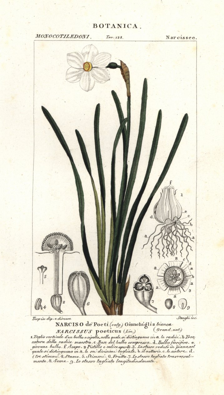 Poetens påskelilje, Narcissus poeticus av Stanghi Stanghi