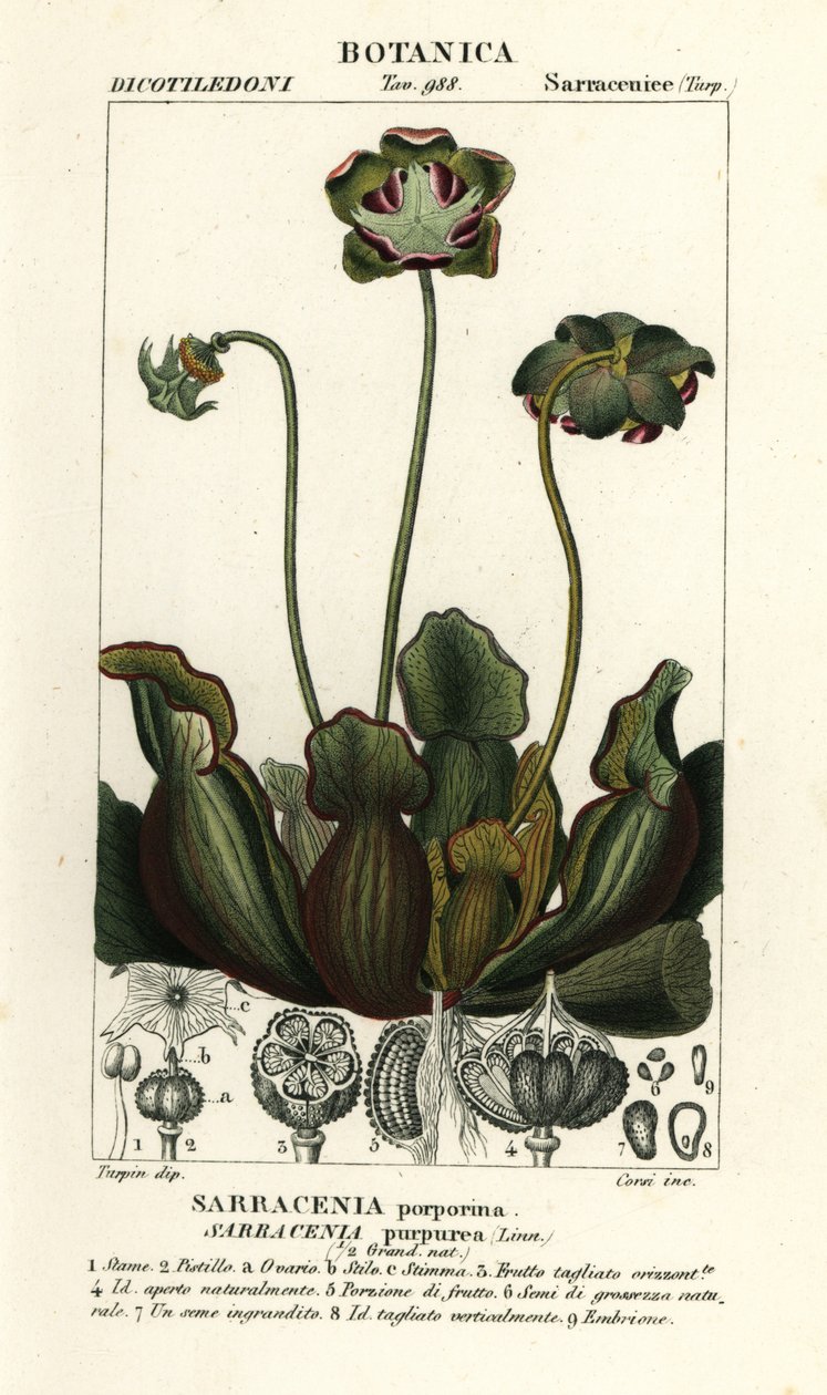 Lilla krukkeplante, Sarracenia purpurea av Stanghi Stanghi