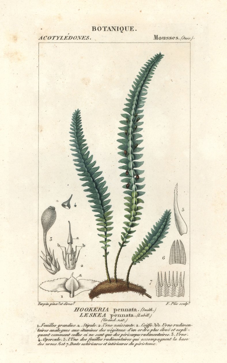 Fjellmose eller falsk bregnemose, Cyathophorum bulbosum av Stanghi Stanghi