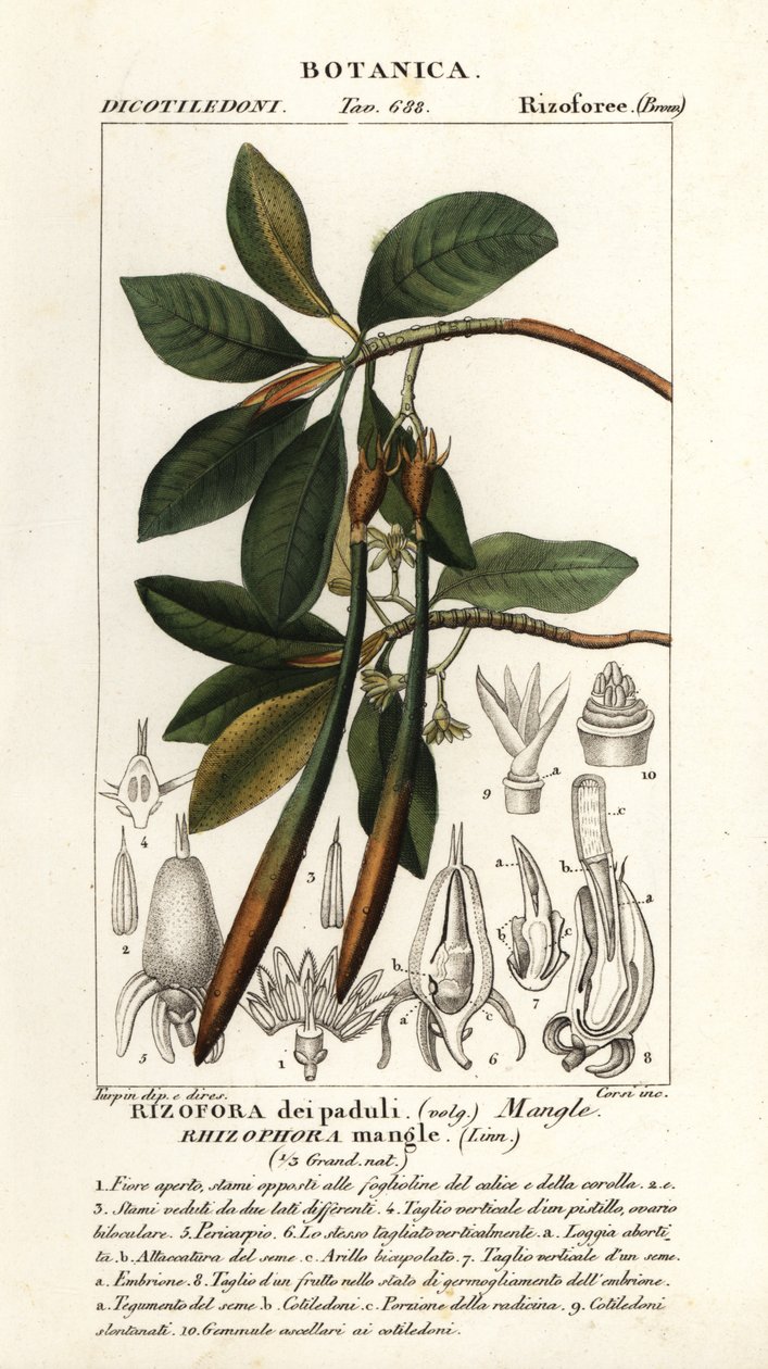 Rød mangrove, Rhizophora mangle av Stanghi Stanghi