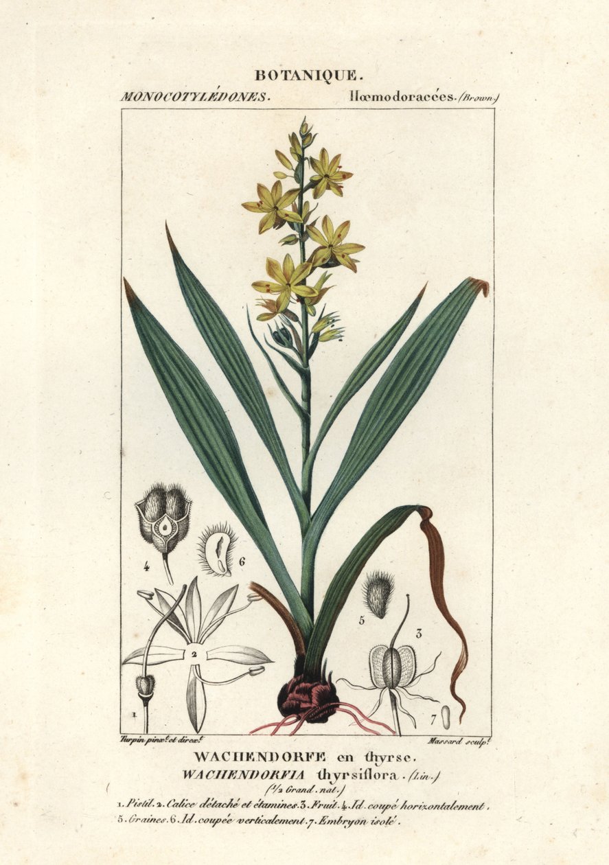 Rød rot, Wachendorfia thyrsiflora av Stanghi Stanghi