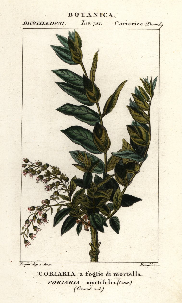 Redoul-tre, Coriaria myrtifolia av Stanghi Stanghi