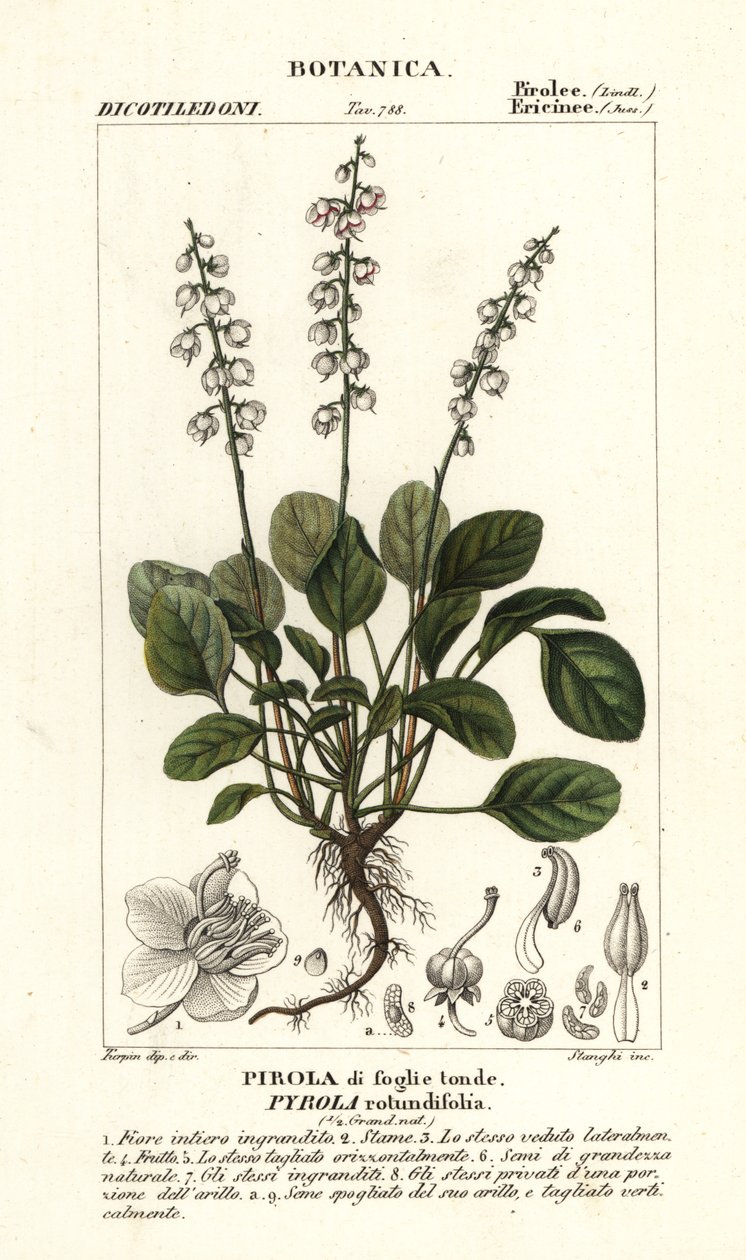 Rundbladet vintergrønn, Pyrola rotundifolia av Stanghi Stanghi