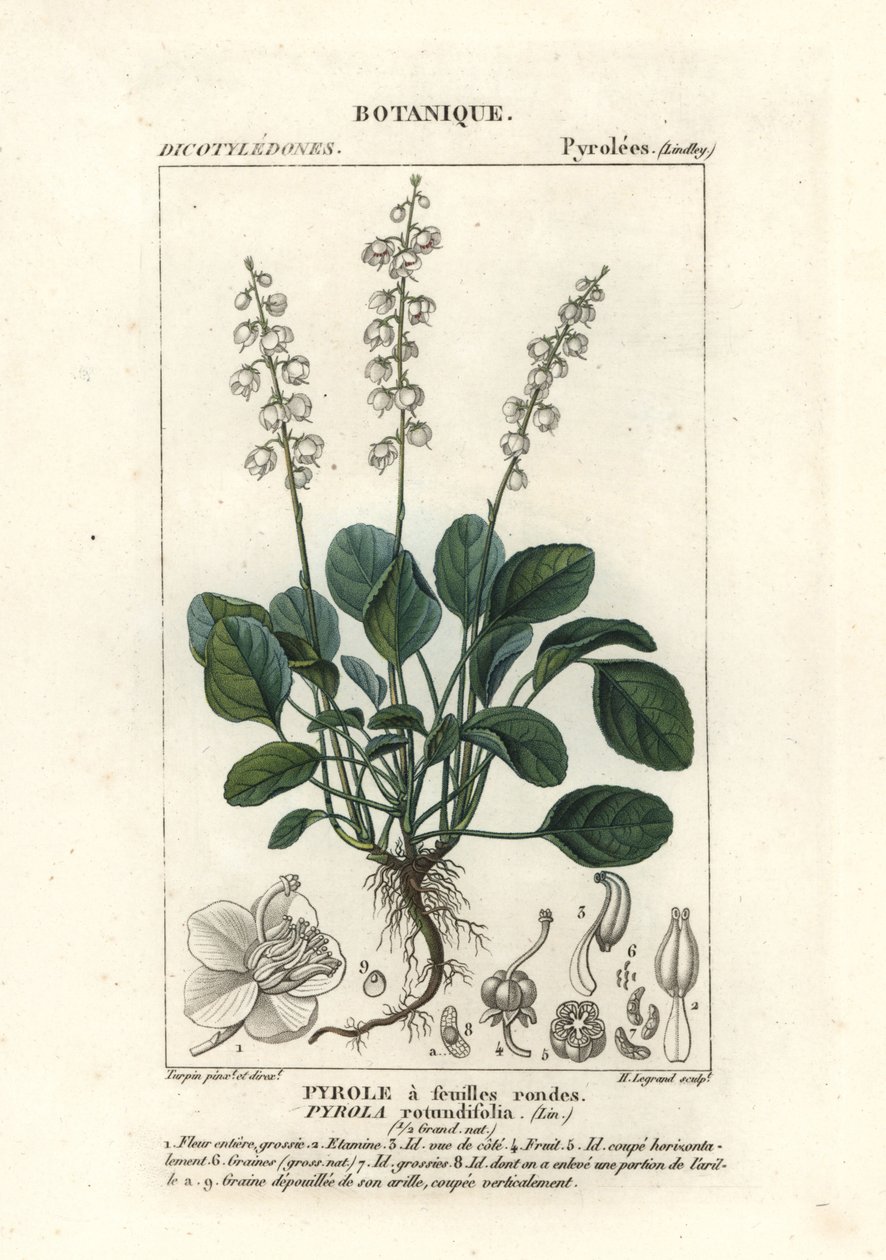 Rundbladet vintergrønn, Pyrola rotundifolia av Stanghi Stanghi