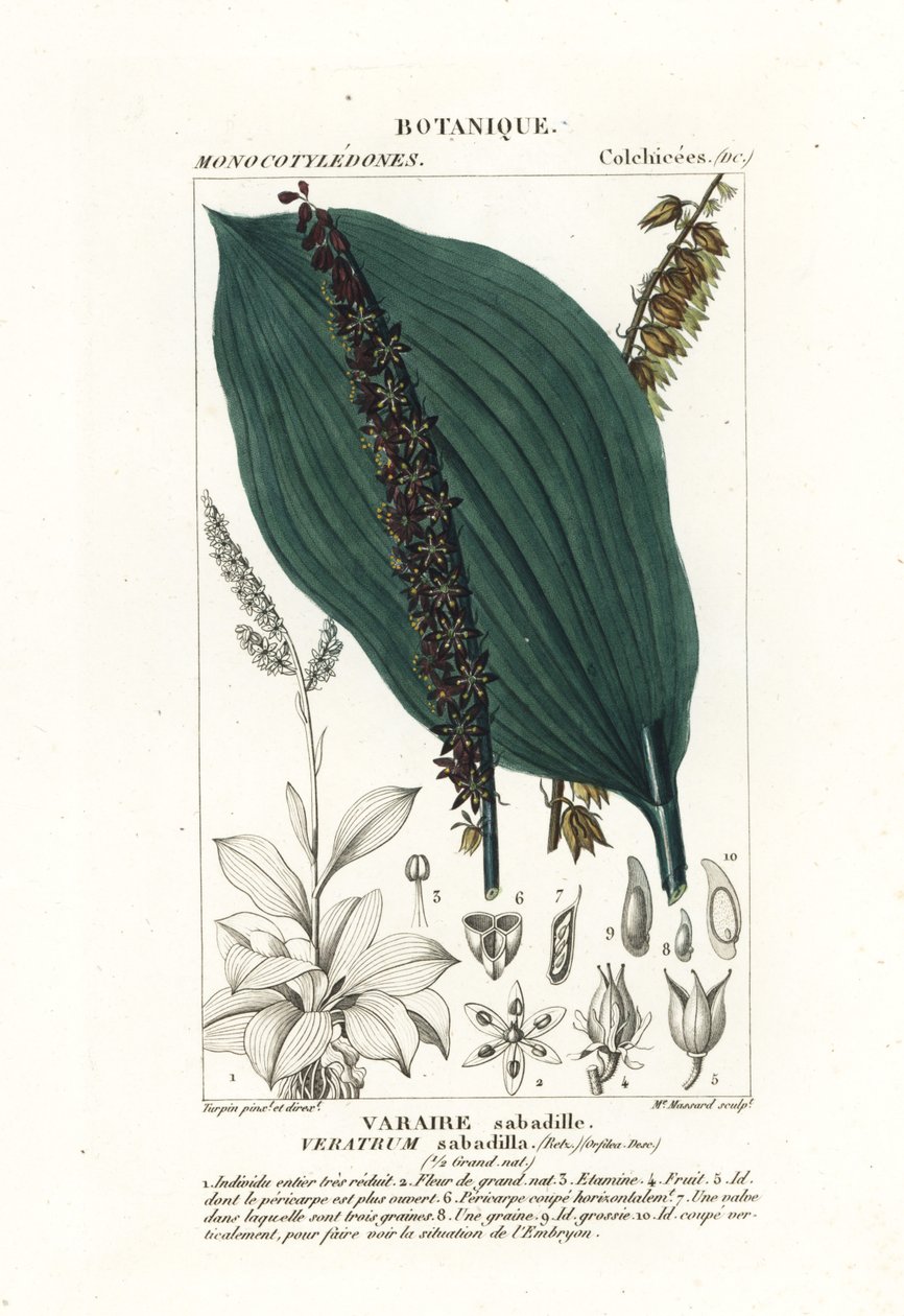 Sabadilla, Schoenocaulon officinale av Stanghi Stanghi