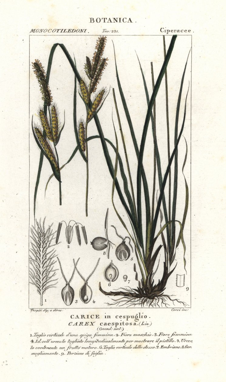 Hjørnegress, Carex caespitosa av Stanghi Stanghi
