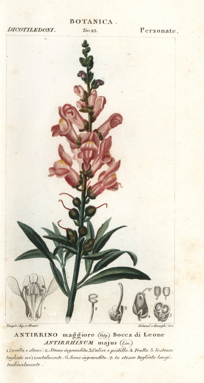 Snapdragon, Antirrhinus major av Stanghi Stanghi