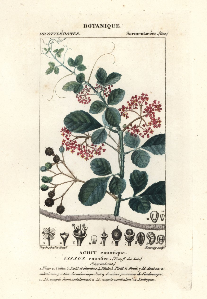 Skjebladtrebin, Cissus obovata av Stanghi Stanghi
