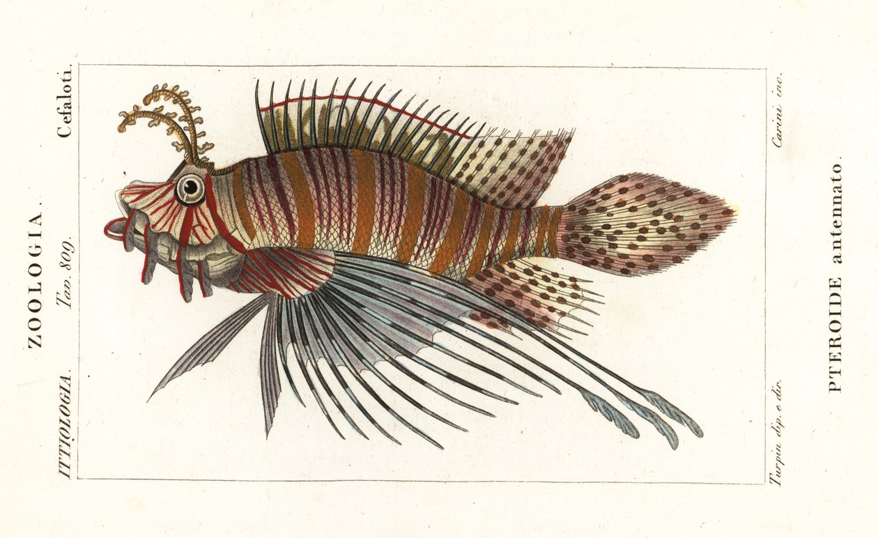 Spotfin løvefisk, Pterois antennata av Stanghi Stanghi