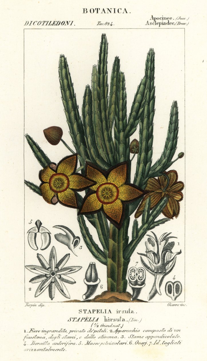 Sjøstjerneblomst eller åtselplante, Stapelia hirsuta av Stanghi Stanghi