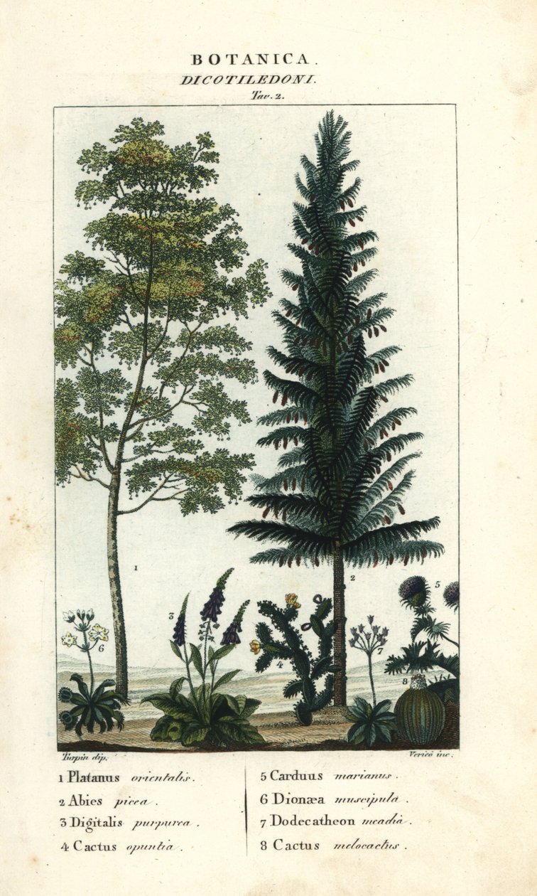 Platan, sølvgran, revebjelle, stikkende pære, etc av Stanghi Stanghi
