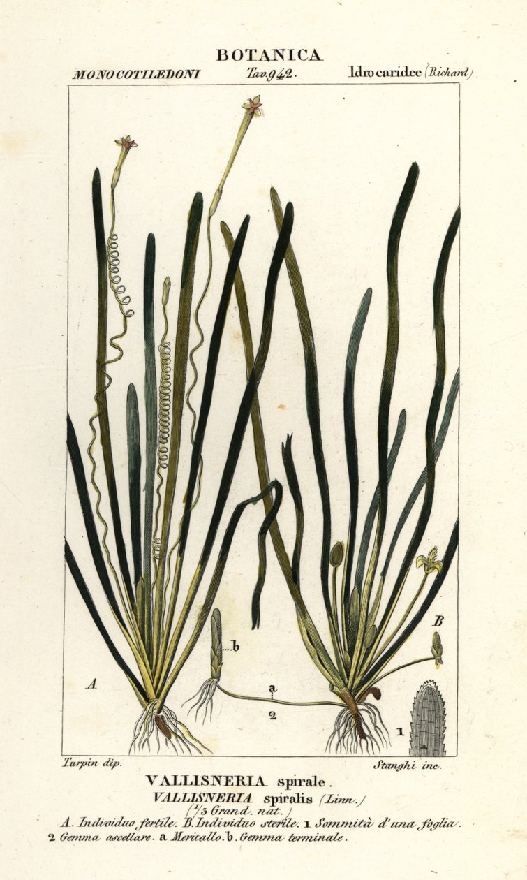 Tapegress eller ålegress, Vallisneria spiralis av Stanghi Stanghi