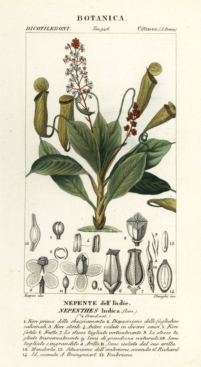 Tropisk muggeplante, Nepenthes destillatoria av Stanghi Stanghi