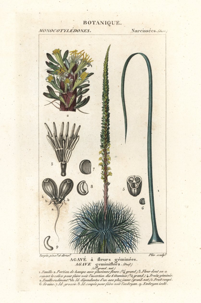 Tvillingblomstret agave, Agave geminiflora av Stanghi Stanghi