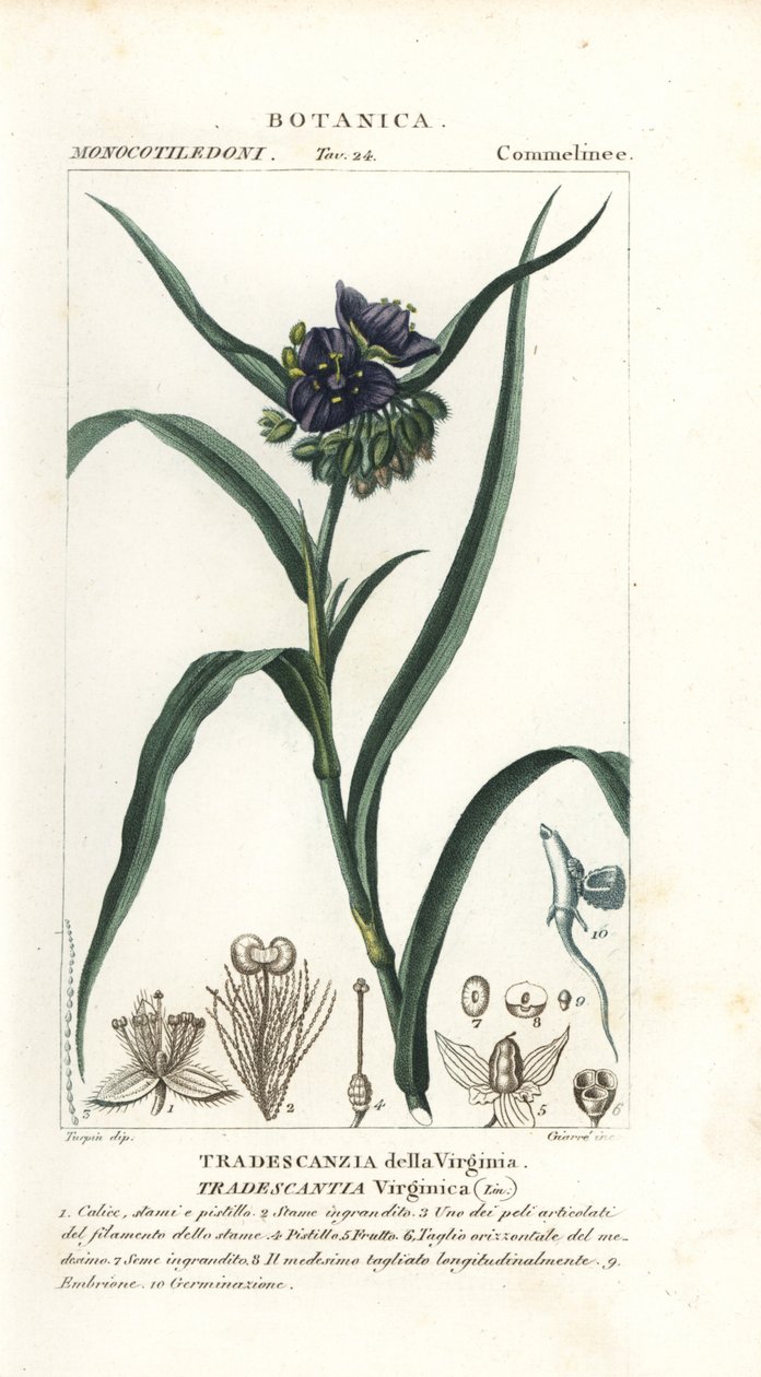 Virginia spiderwort, Tradescantia virginiana av Stanghi Stanghi