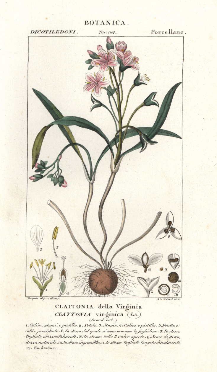 Virginia springbeauty, Claytonia virginica av Stanghi Stanghi