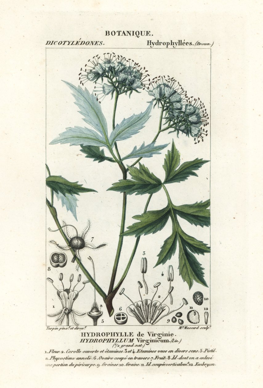 Virginia vannblad, Hydrophyllum virginianum av Stanghi Stanghi