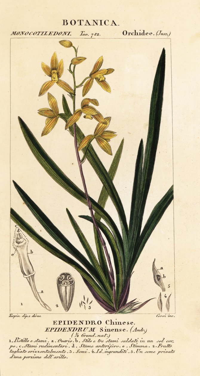 En døende orkide, Cymbidium sinense av Stanghi Stanghi