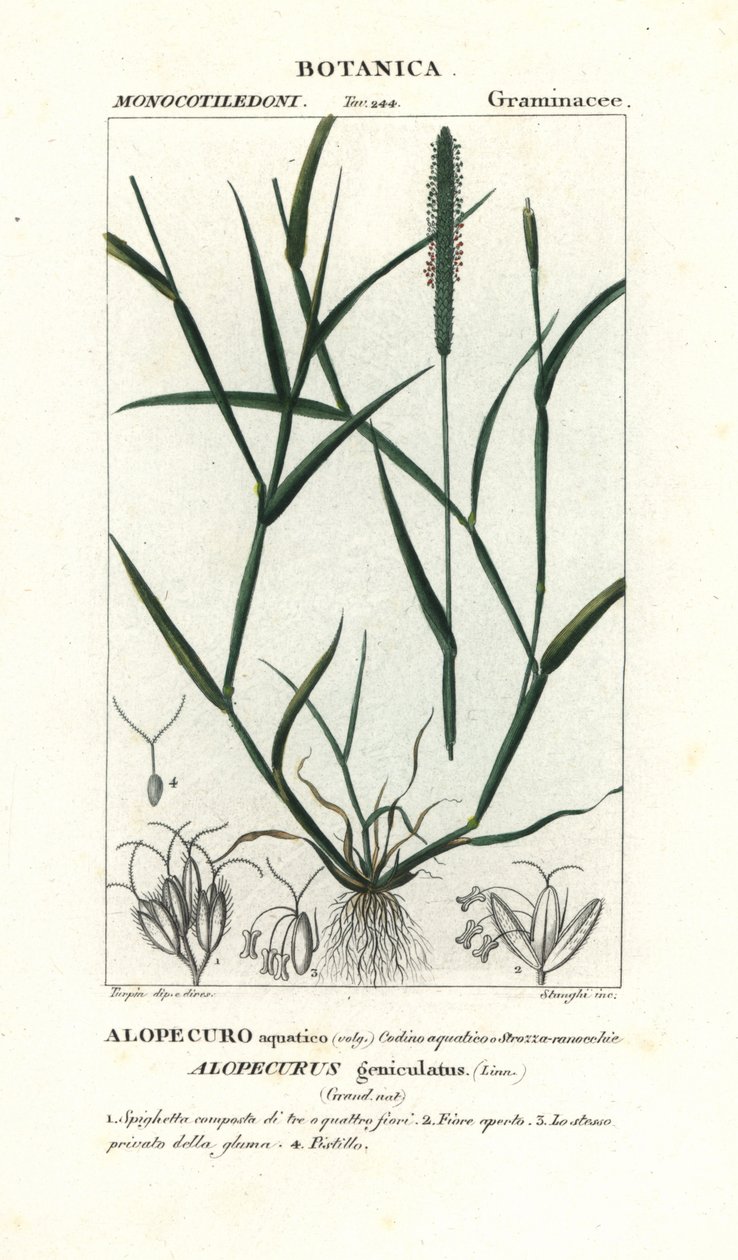 Vannrevehale, Alopecurus geniculatus av Stanghi Stanghi
